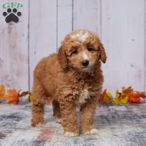 Allie, Mini Goldendoodle Puppy